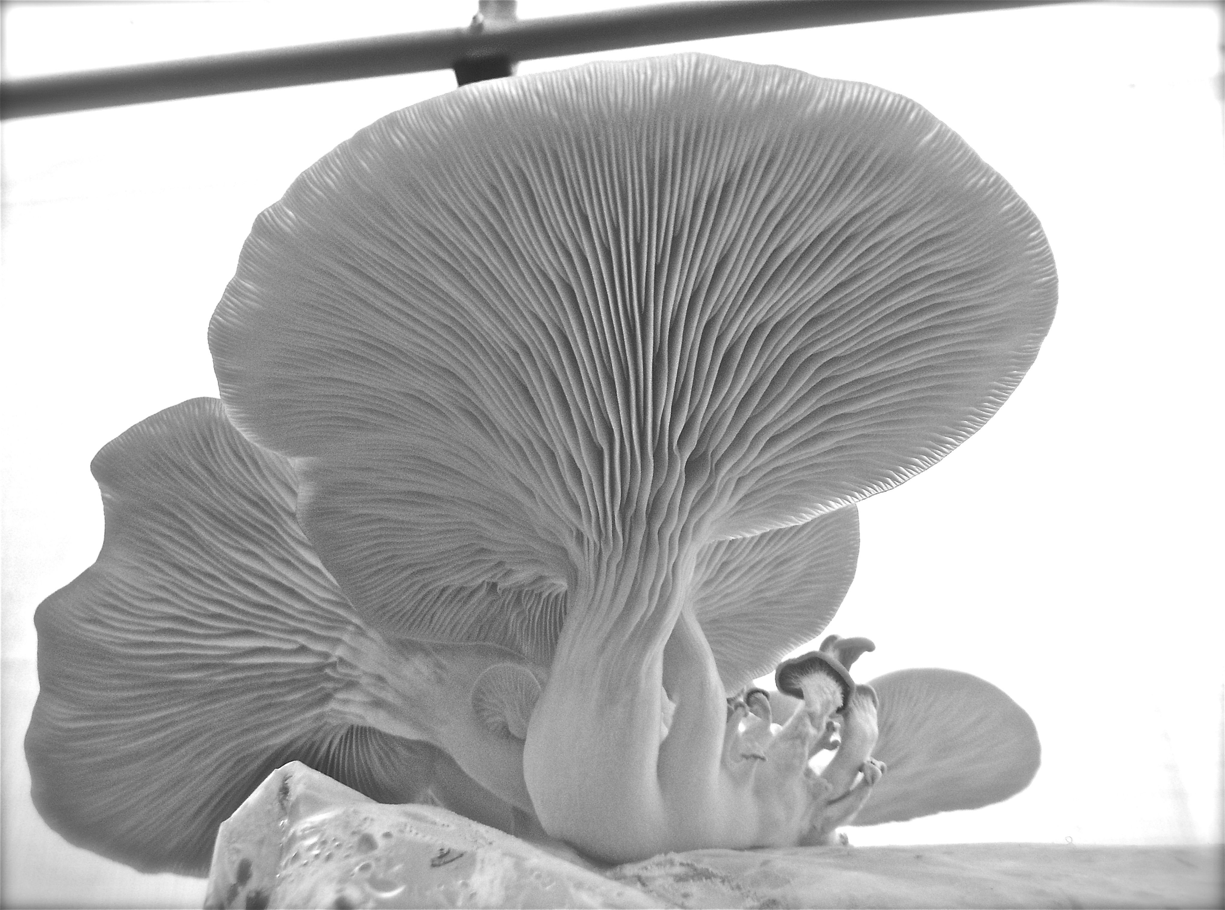 Elm Oyster Mushroom Patch