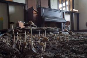 Mushroom fruiting from a flooded home in Detroit, Mi