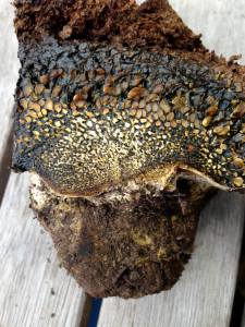 Pitholithus tinctorus, an excellent mushroom for Ecological Restoration